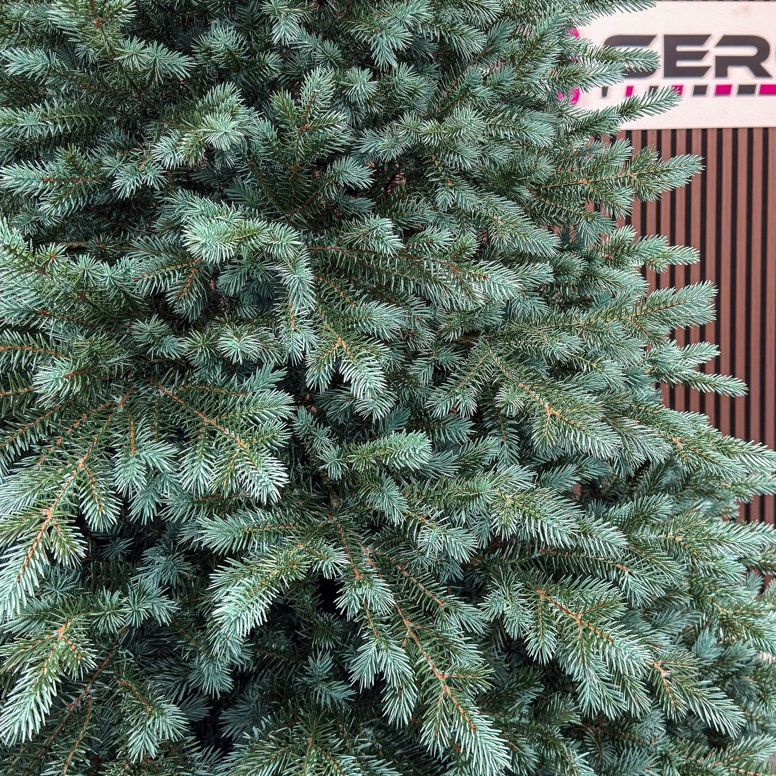 Brad artificial Christmas Deluxe by Sersimo, Alaska Select verde argintiu, integral 3D, 250 cm 2 Brad artificial Christmas Deluxe by Sersimo, Alaska Select verde argintiu, integral 3D, 250 cm - imagine 2