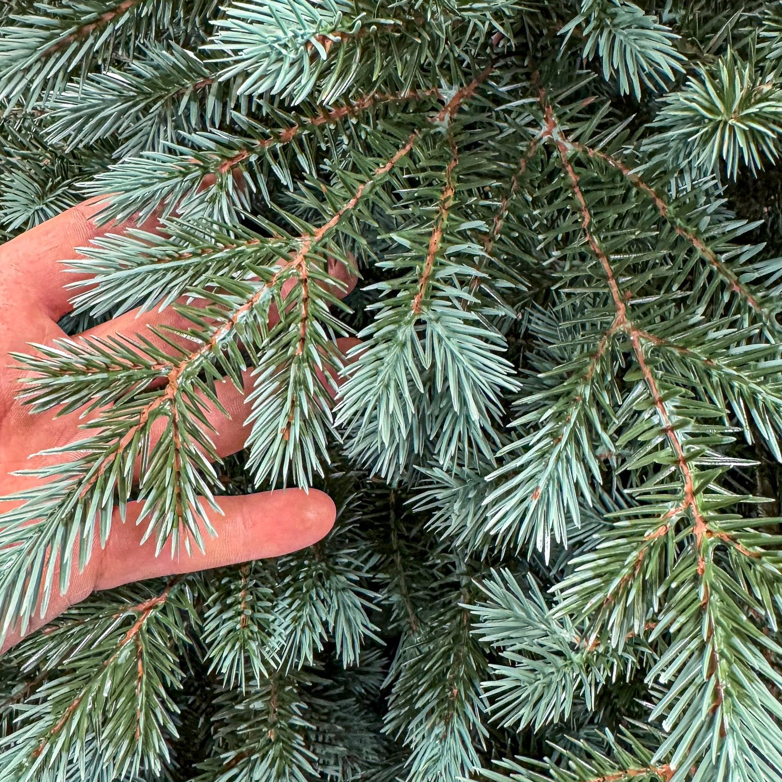 Brad artificial Christmas Deluxe by Sersimo, Alaska Select verde argintiu, integral 3D, 250 cm 3 Brad artificial Christmas Deluxe by Sersimo, Alaska Select verde argintiu, integral 3D, 250 cm - imagine 3