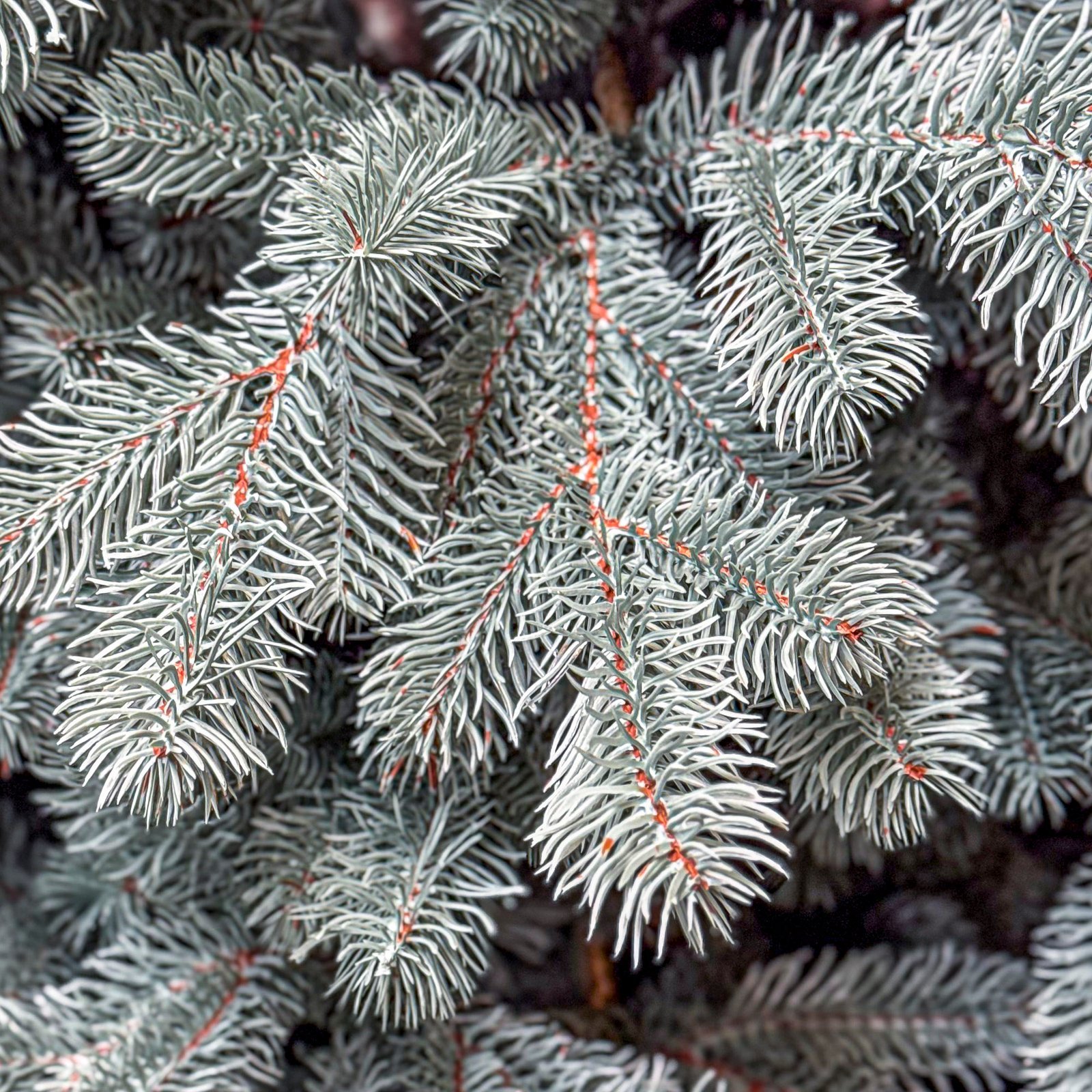 Brad artificial Christmas Deluxe by Sersimo, Kovalivka Select argintiu, integral 3D, 230 cm 3 Brad artificial Christmas Deluxe by Sersimo, Kovalivka Select argintiu, integral 3D, 230 cm - imagine 3