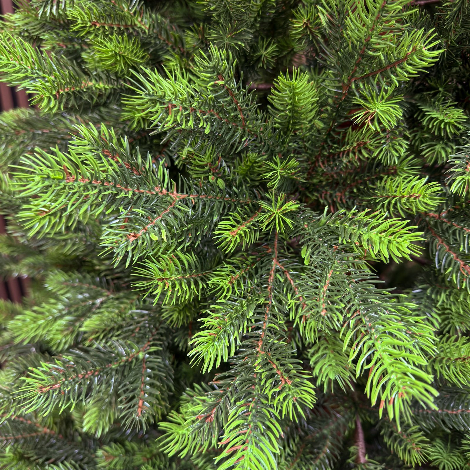 Brad artificial Sersimo, Hollandia, verde cu varfuri verzi, integral 3D, 210 cm 4 Brad artificial Sersimo, Hollandia, verde cu varfuri verzi, integral 3D, 210 cm - imagine 4